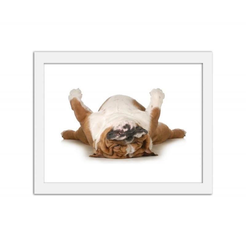 Glezna baltā rāmī - A relaxed dog Home Trends DECO