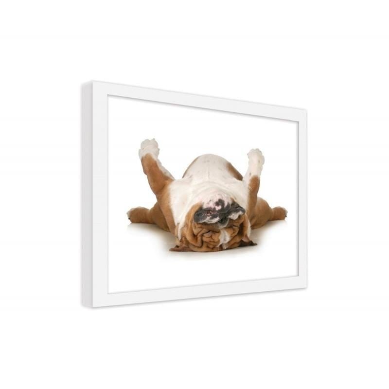 Glezna baltā rāmī - A relaxed dog Home Trends DECO