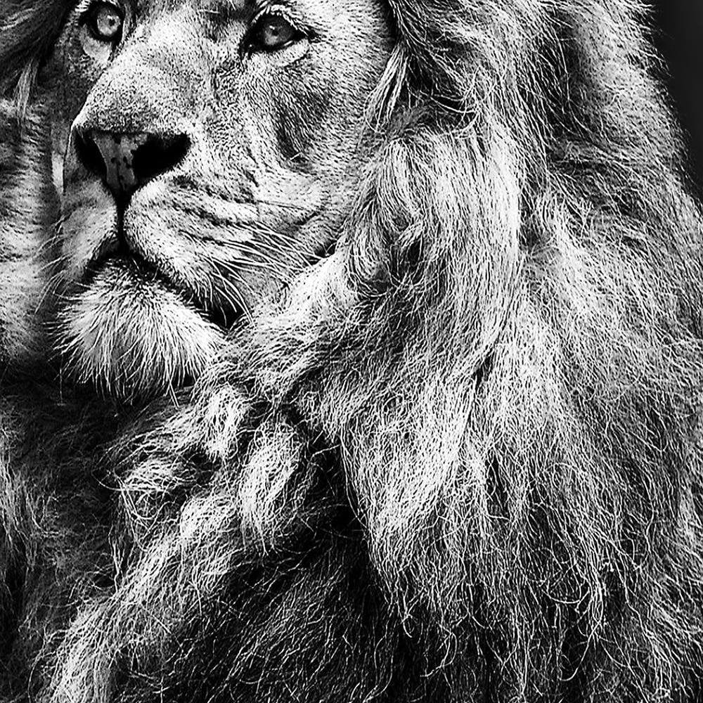 Glezna baltā rāmī - A Symbol Of Africa Home Trends DECO