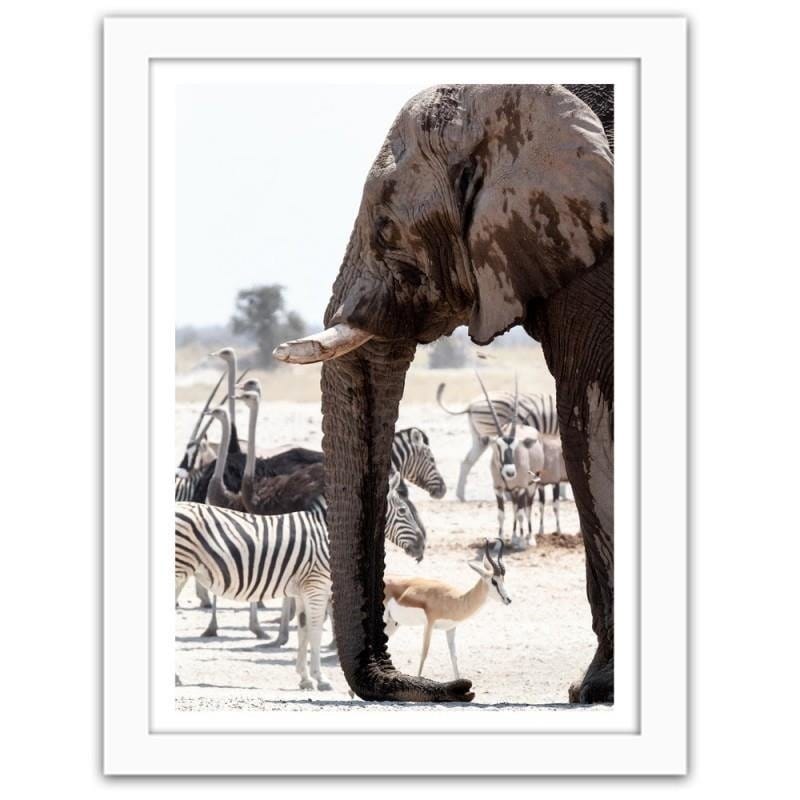 Glezna baltā rāmī - African elephant Home Trends DECO