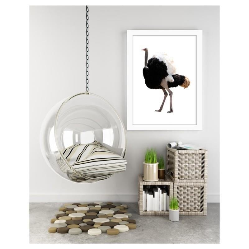 Glezna baltā rāmī - An ostrich with beautiful feathers Home Trends DECO
