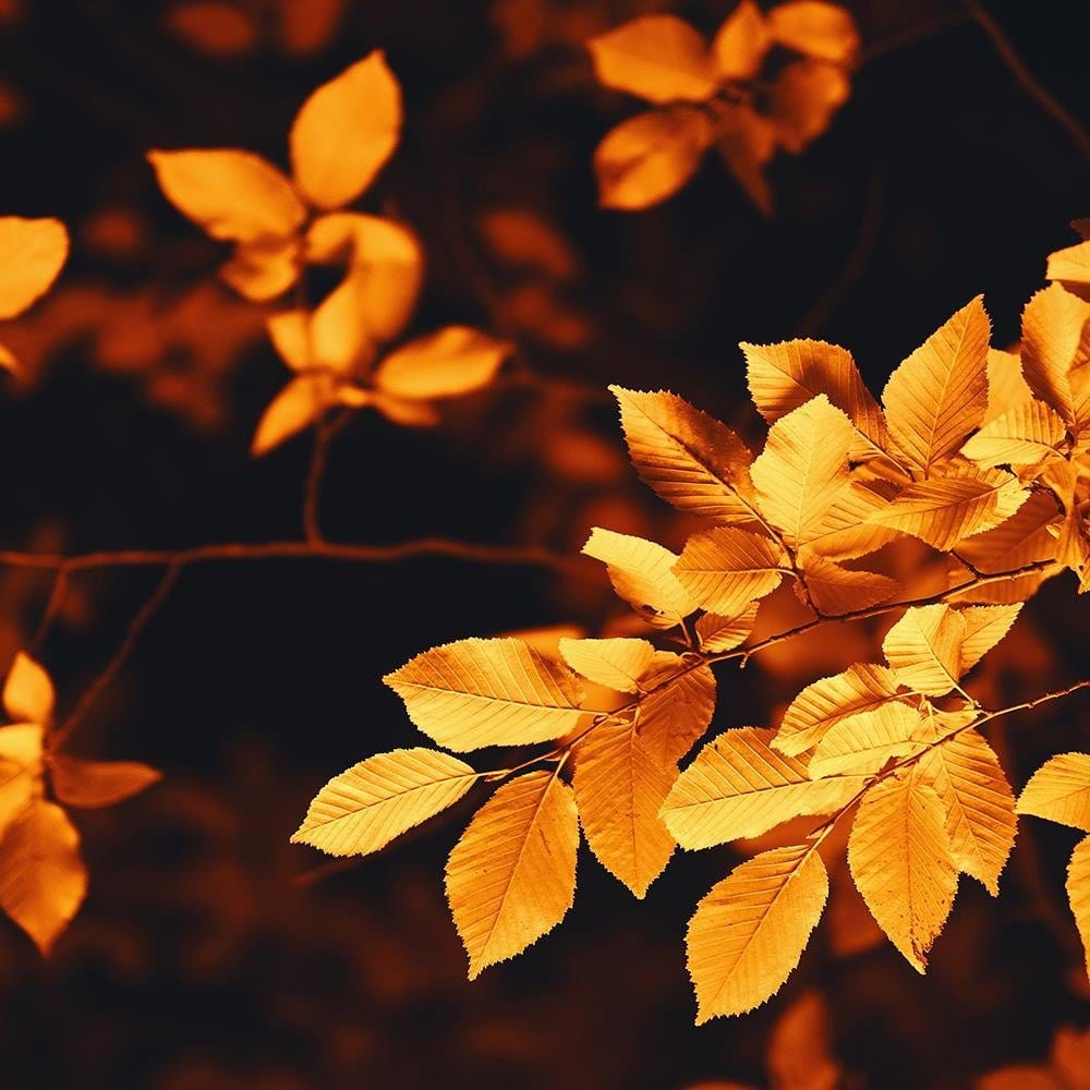 Glezna baltā rāmī - Autumn Bush Home Trends DECO