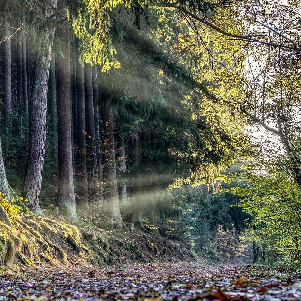 Glezna baltā rāmī - Autumn Leaves On The Road In The Forest Home Trends DECO