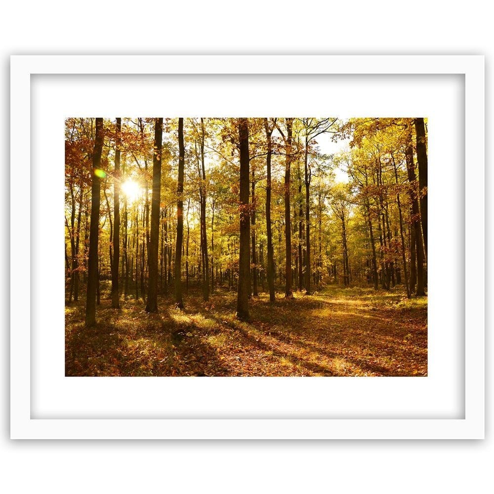 Glezna baltā rāmī - Autumn Sun Rays In The Forest Home Trends DECO