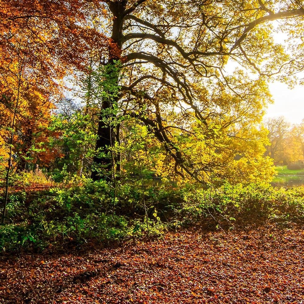Glezna baltā rāmī - Beautiful Autumn Forest Home Trends DECO