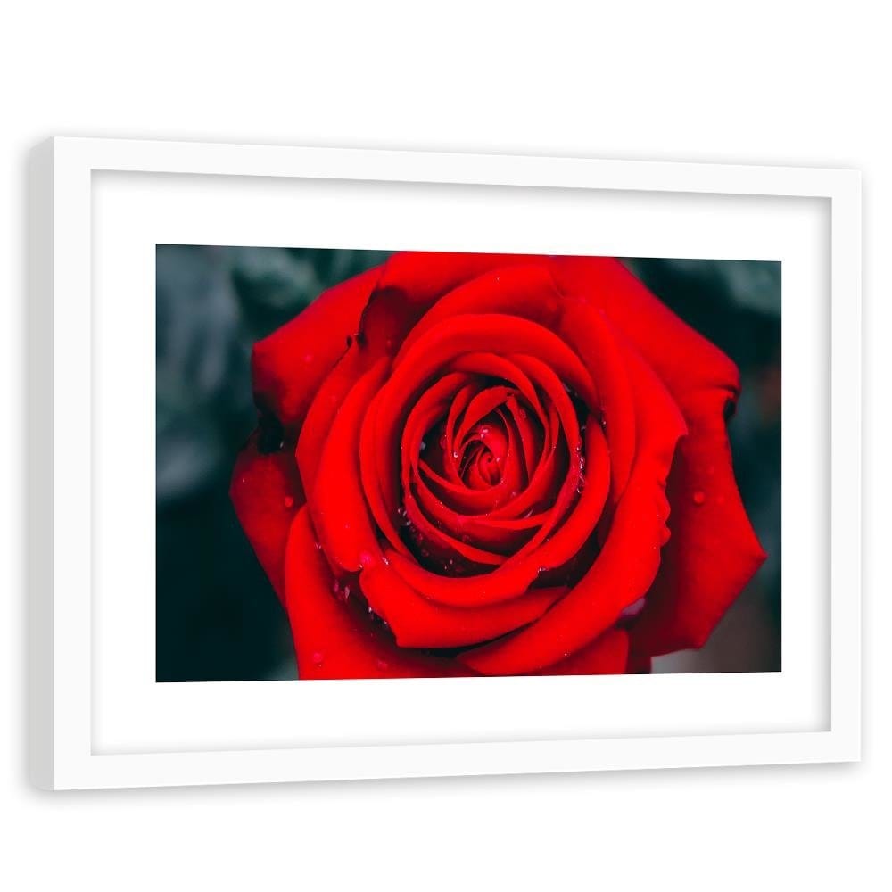 Glezna baltā rāmī - Beautiful Red Rose 2 Home Trends DECO