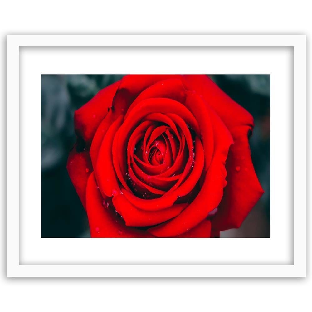 Glezna baltā rāmī - Beautiful Red Rose 2 Home Trends DECO