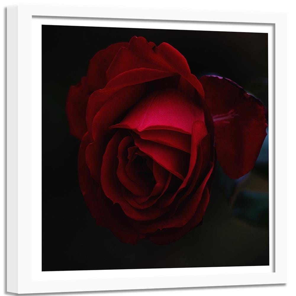 Glezna baltā rāmī - Beautiful Red Rose Home Trends DECO