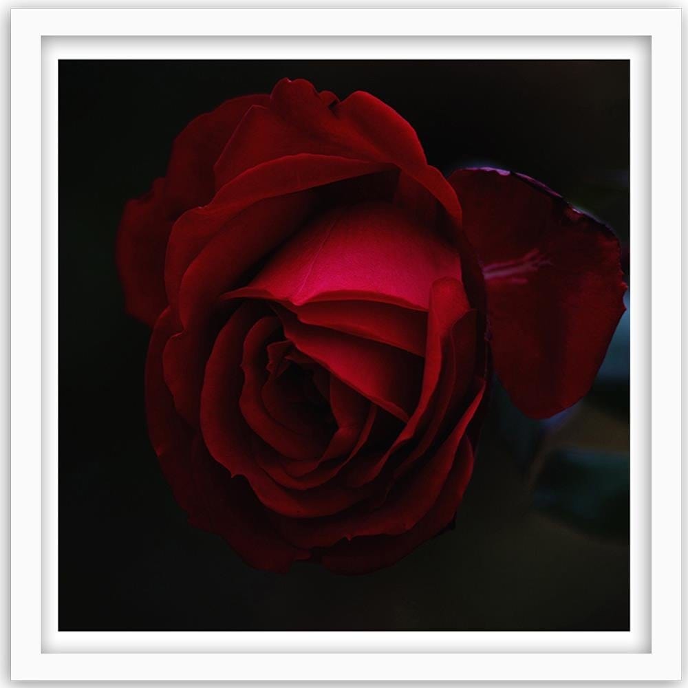 Glezna baltā rāmī - Beautiful Red Rose Home Trends DECO
