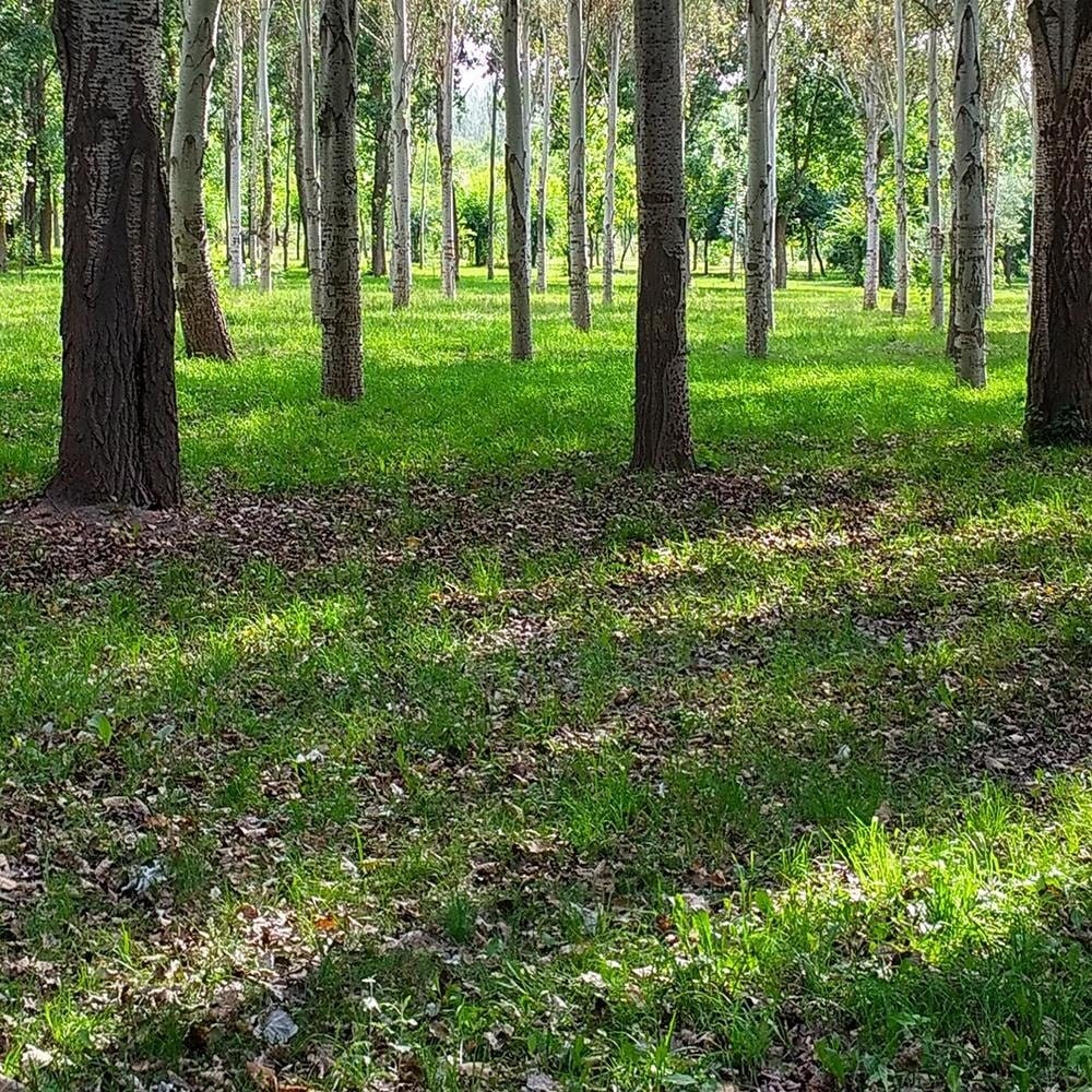 Glezna baltā rāmī - Birch Park Home Trends DECO