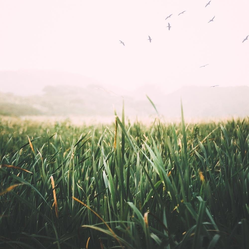 Glezna baltā rāmī - Birds On Wetlands Home Trends DECO