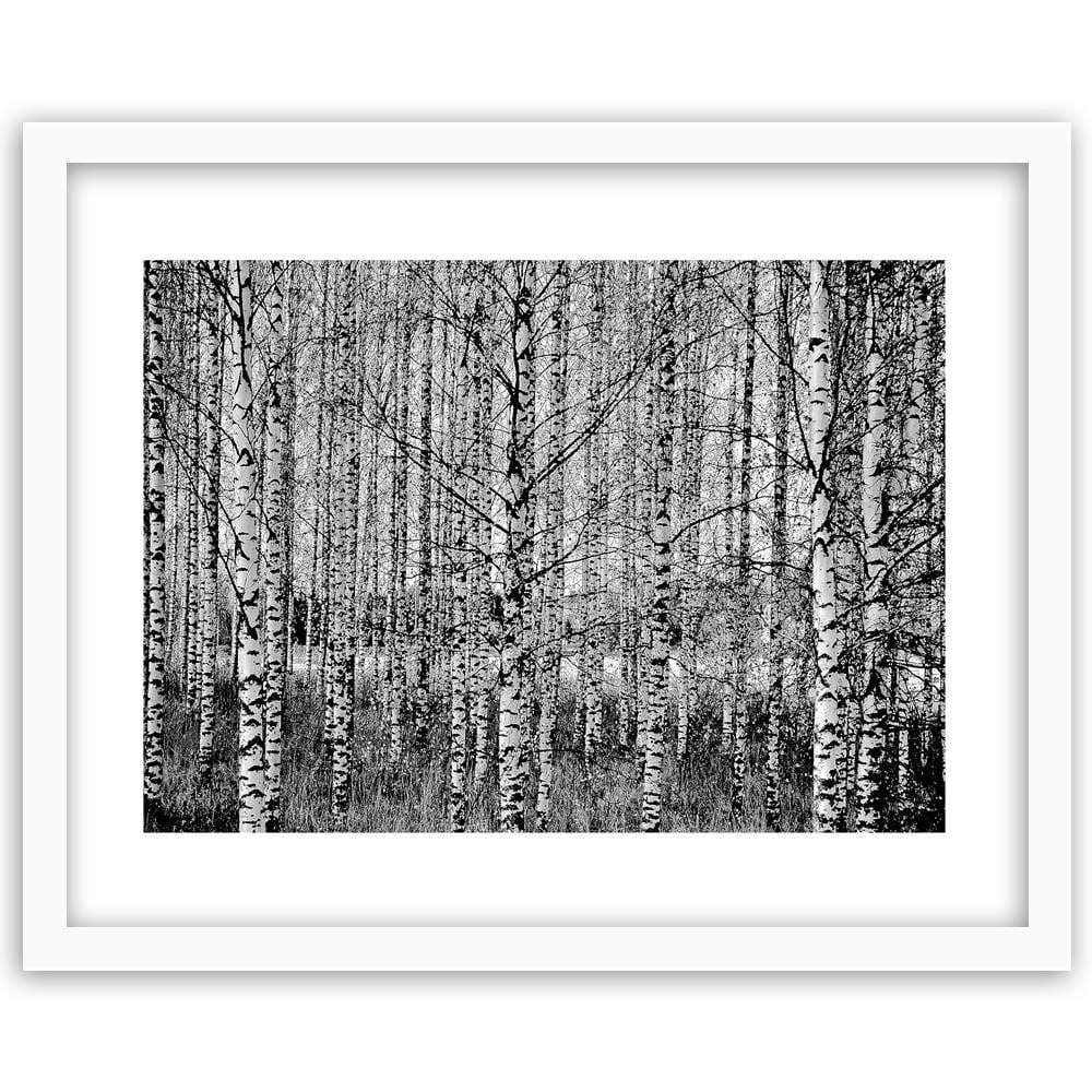 Glezna baltā rāmī - Black And White Birch Home Trends DECO