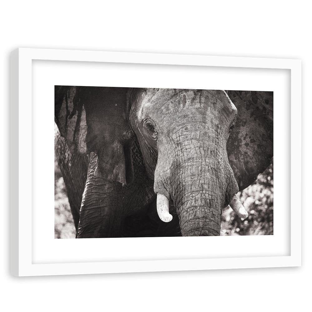 Glezna baltā rāmī - Black-And-White Elephant Home Trends DECO