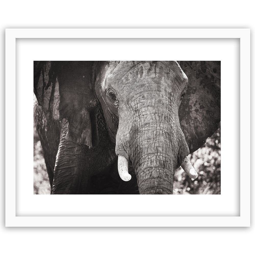 Glezna baltā rāmī - Black-And-White Elephant Home Trends DECO