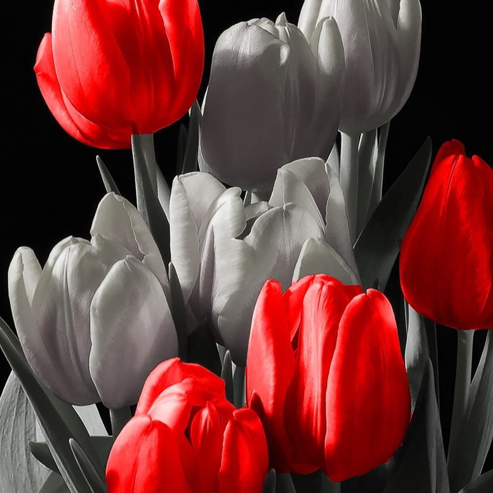 Glezna baltā rāmī - Bouquet Of Red Tulips Home Trends DECO