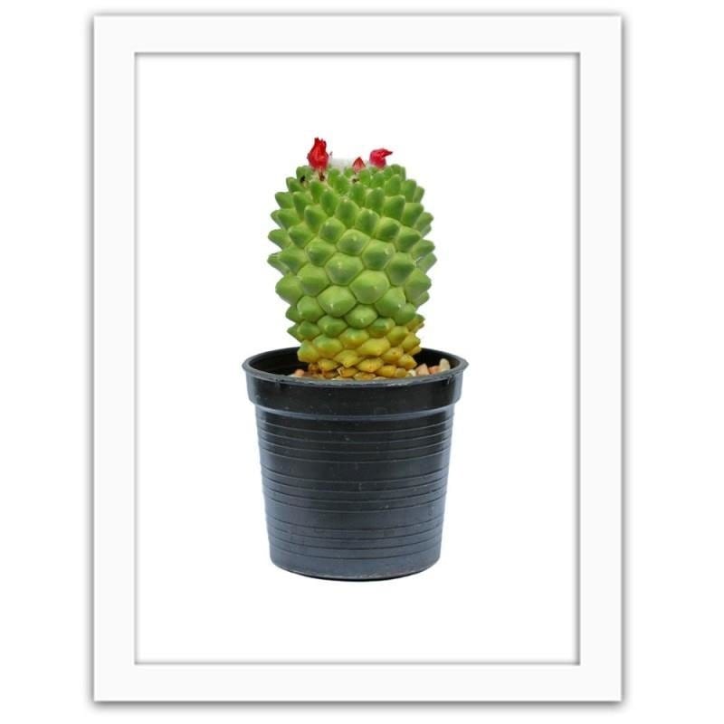Glezna baltā rāmī - Cactus on white background Home Trends DECO