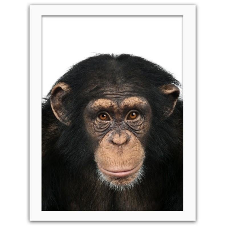 Glezna baltā rāmī - Chimpanzee Home Trends DECO