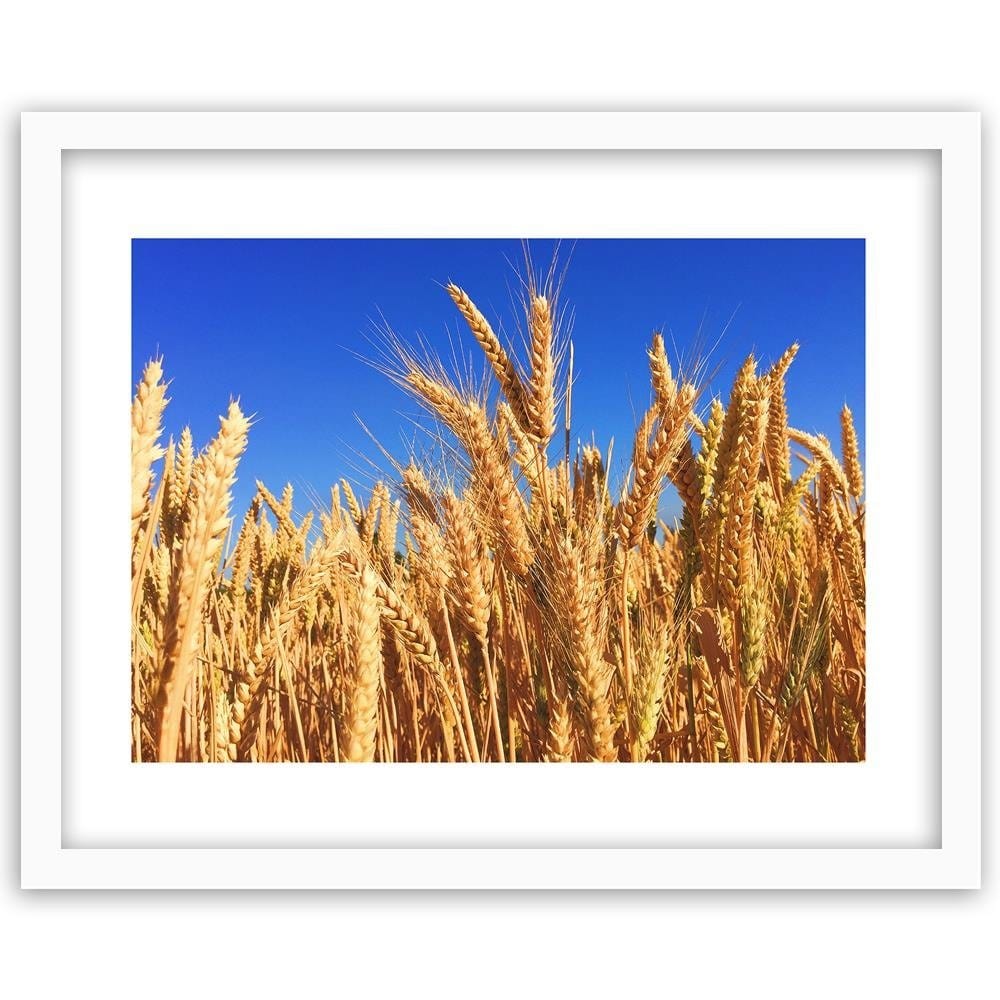 Glezna baltā rāmī - Cloudless Sky And Grain Home Trends DECO