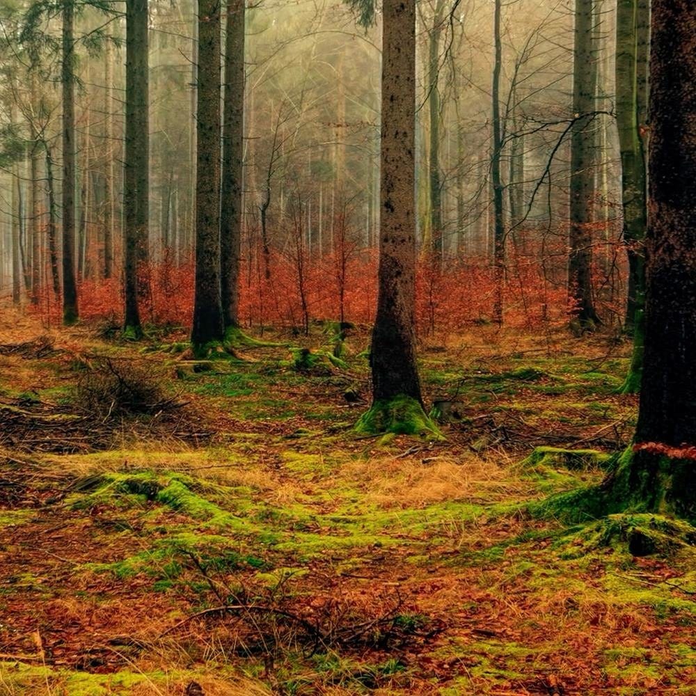 Glezna baltā rāmī - Colorful Forest Home Trends DECO