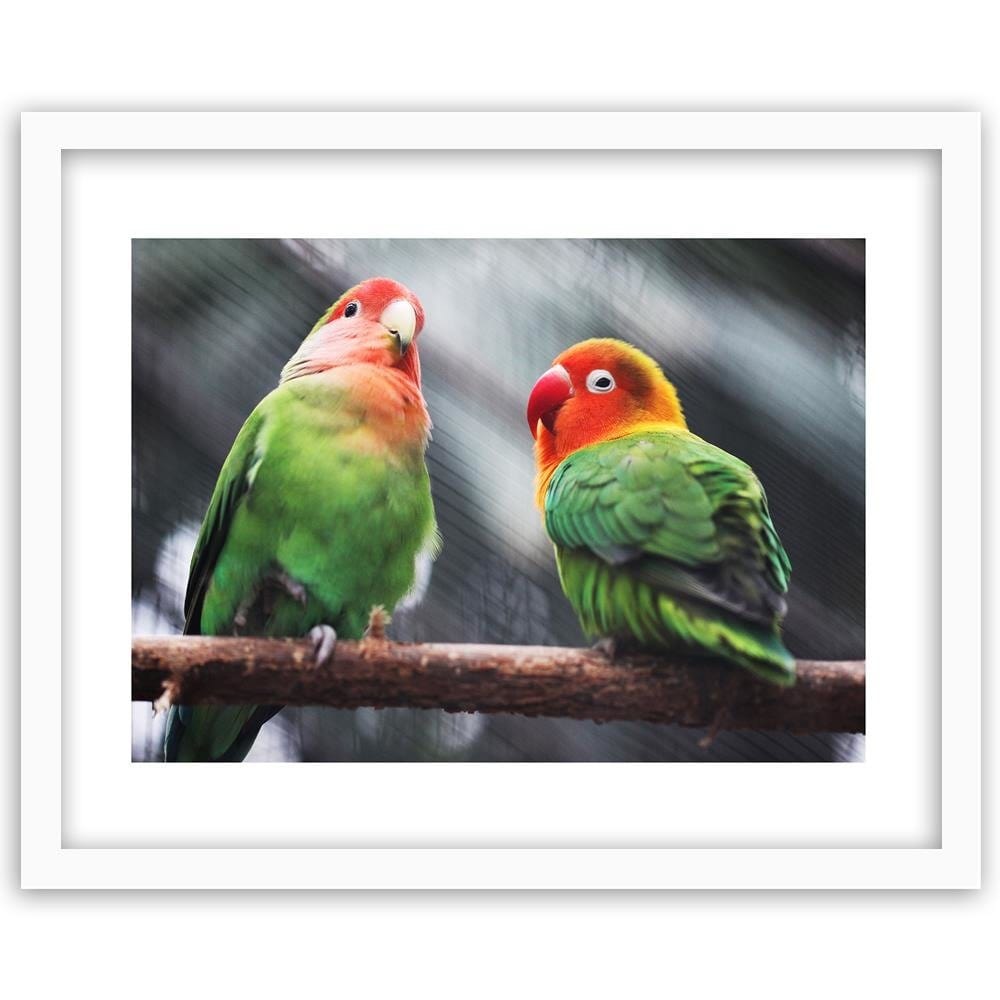 Glezna baltā rāmī - Colorful Parrots  Home Trends DECO