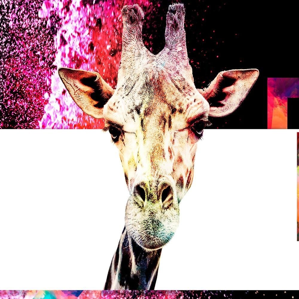 Glezna baltā rāmī - Curious Giraffe  Home Trends DECO