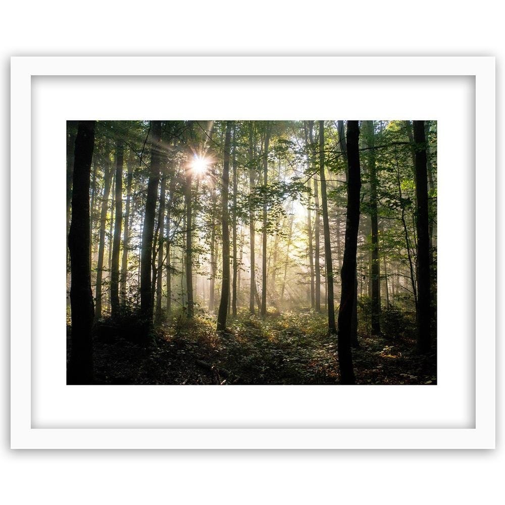 Glezna baltā rāmī - Dark Dense Forest  Home Trends DECO