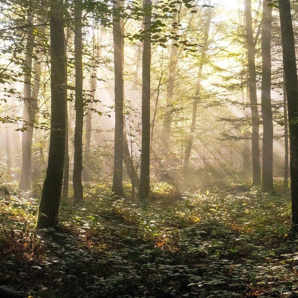 Glezna baltā rāmī - Dark Dense Forest Home Trends DECO