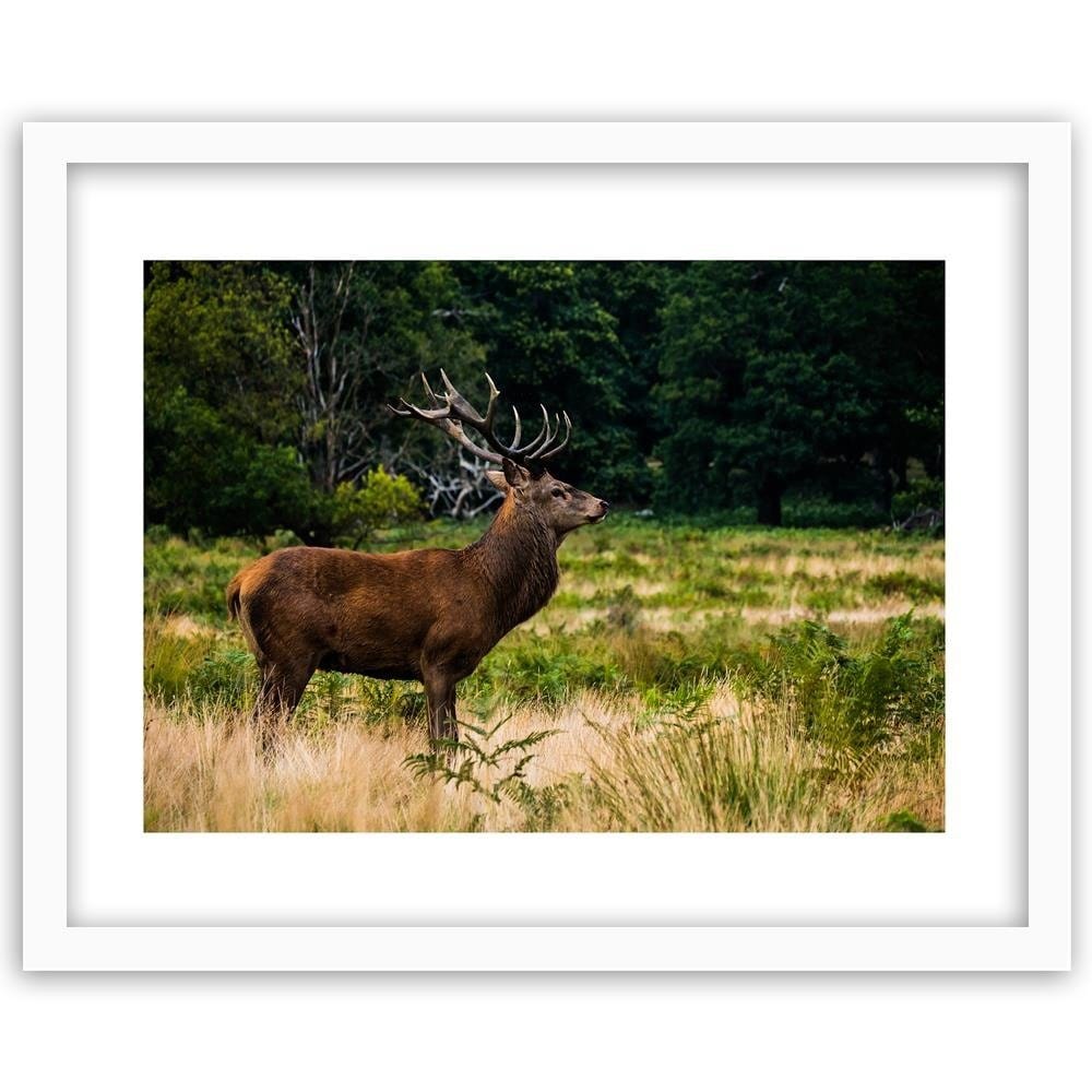Glezna baltā rāmī - Deer In Rut  Home Trends DECO