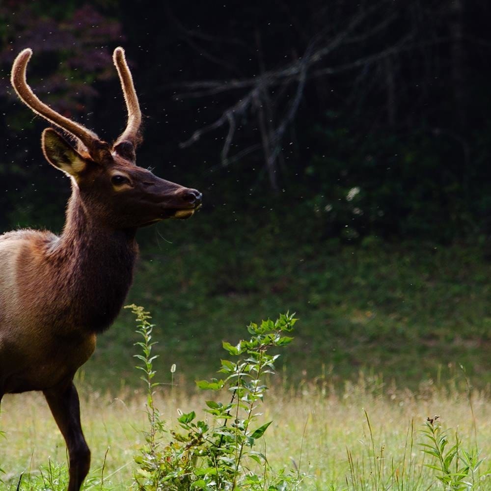 Glezna baltā rāmī - Deer In The Meadow  Home Trends DECO