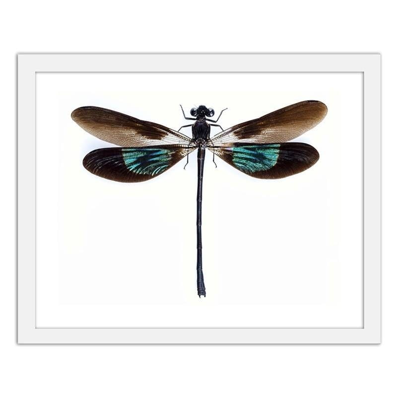 Glezna baltā rāmī - Dragonfly Home Trends DECO