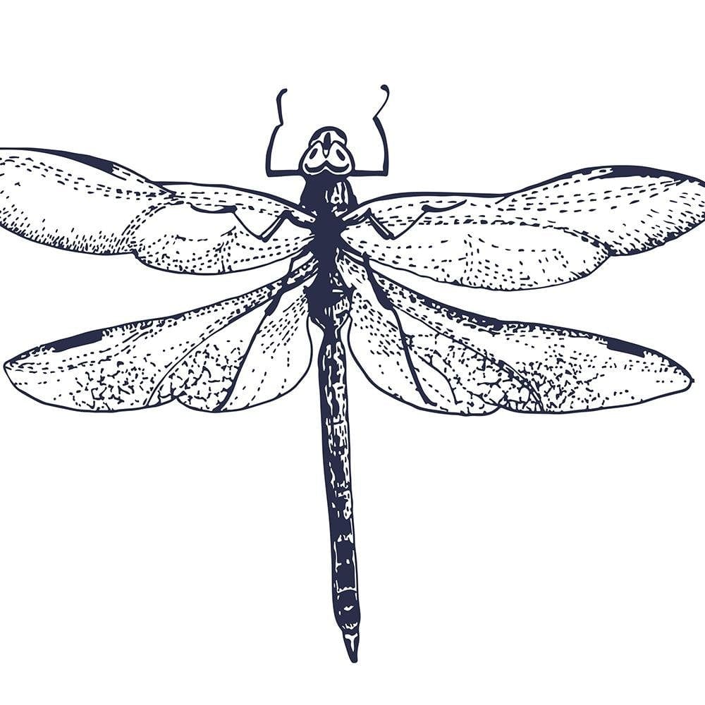 Glezna baltā rāmī - Drawn Dragonfly Home Trends DECO