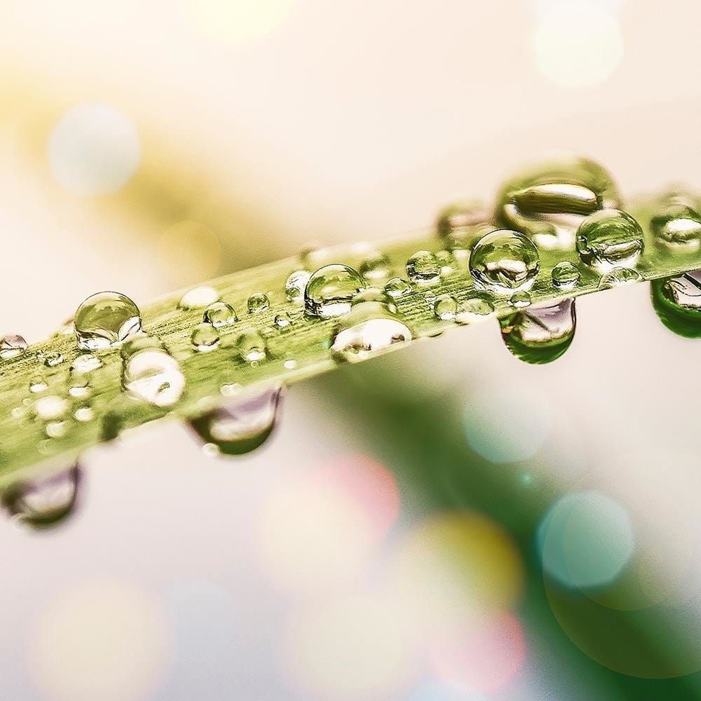 Glezna baltā rāmī - Drops On Grass Home Trends DECO