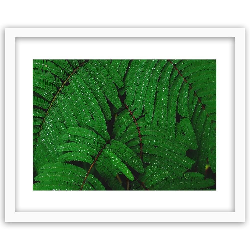 Glezna baltā rāmī - Drops On The Leaves Of A Fern  Home Trends DECO