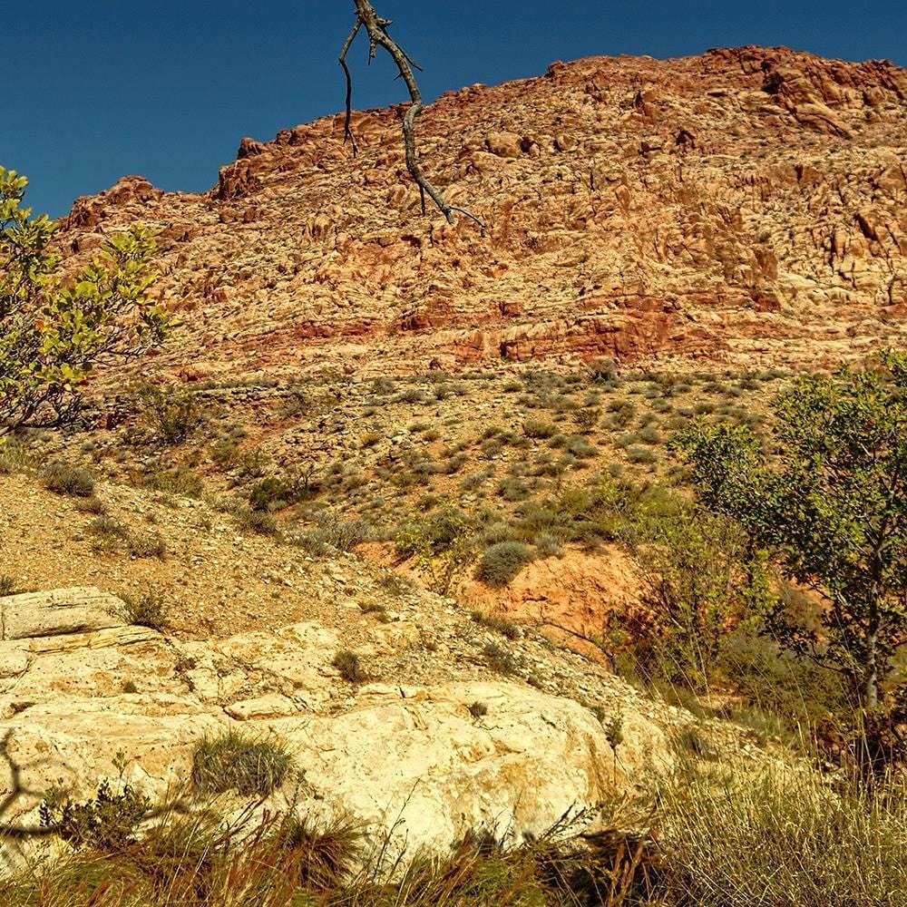 Glezna baltā rāmī - Dry Tree In The Desert Home Trends DECO
