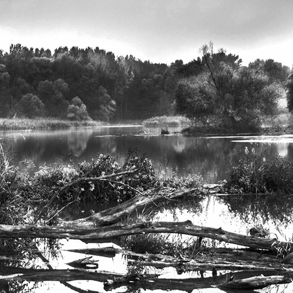 Glezna baltā rāmī - Fallen Tree In The Lake 2 Home Trends DECO