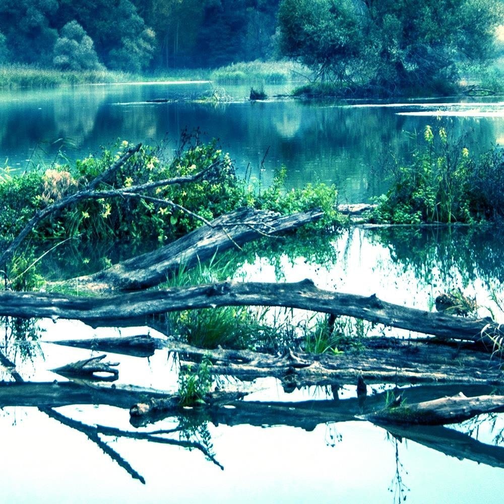 Glezna baltā rāmī - Fallen Tree In The Lake Home Trends DECO