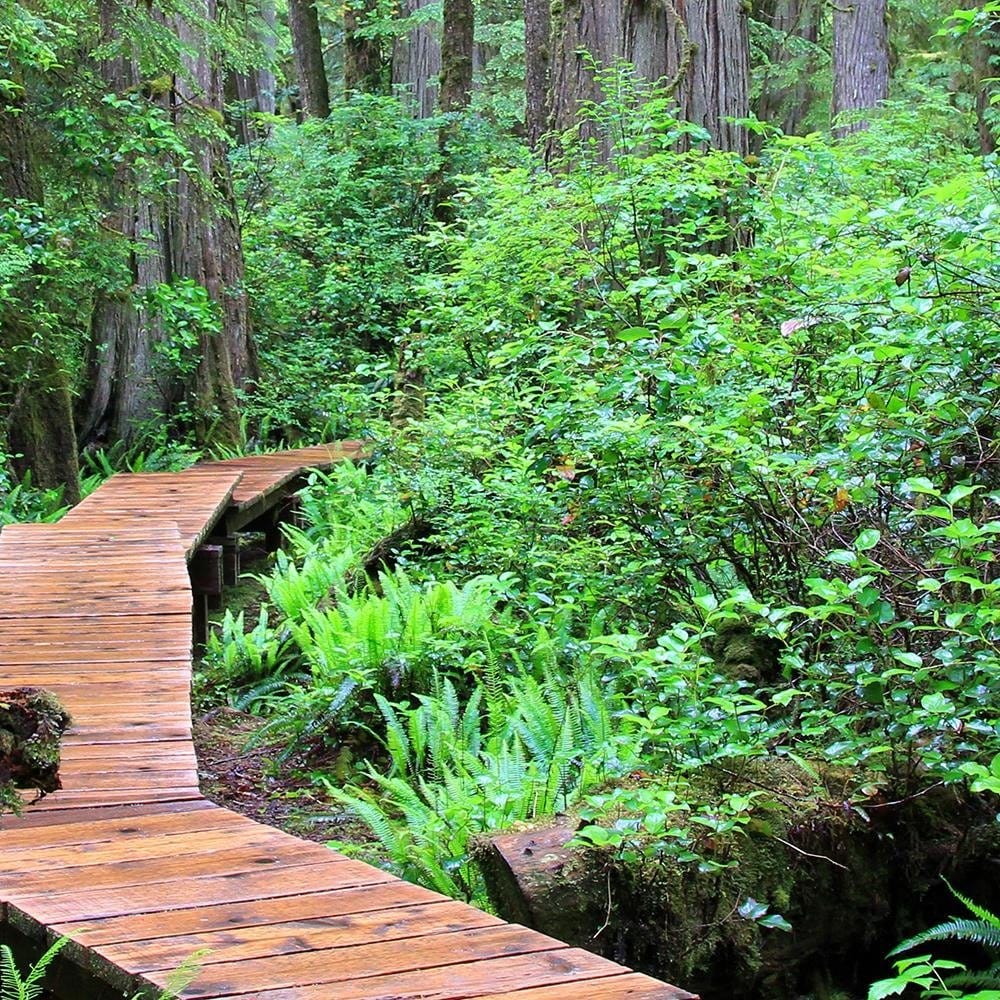 Glezna baltā rāmī - Footbridge In The Forest Home Trends DECO