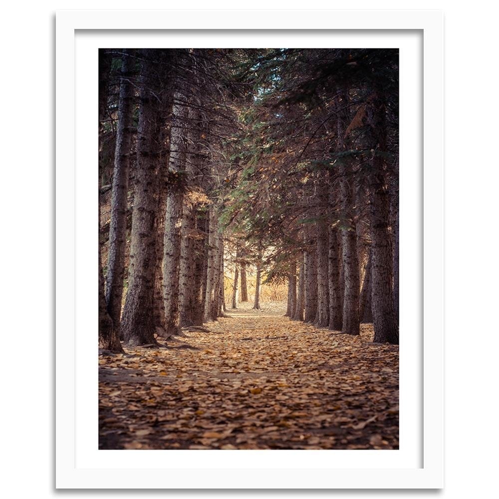 Glezna baltā rāmī - Forest In Autumn  Home Trends DECO