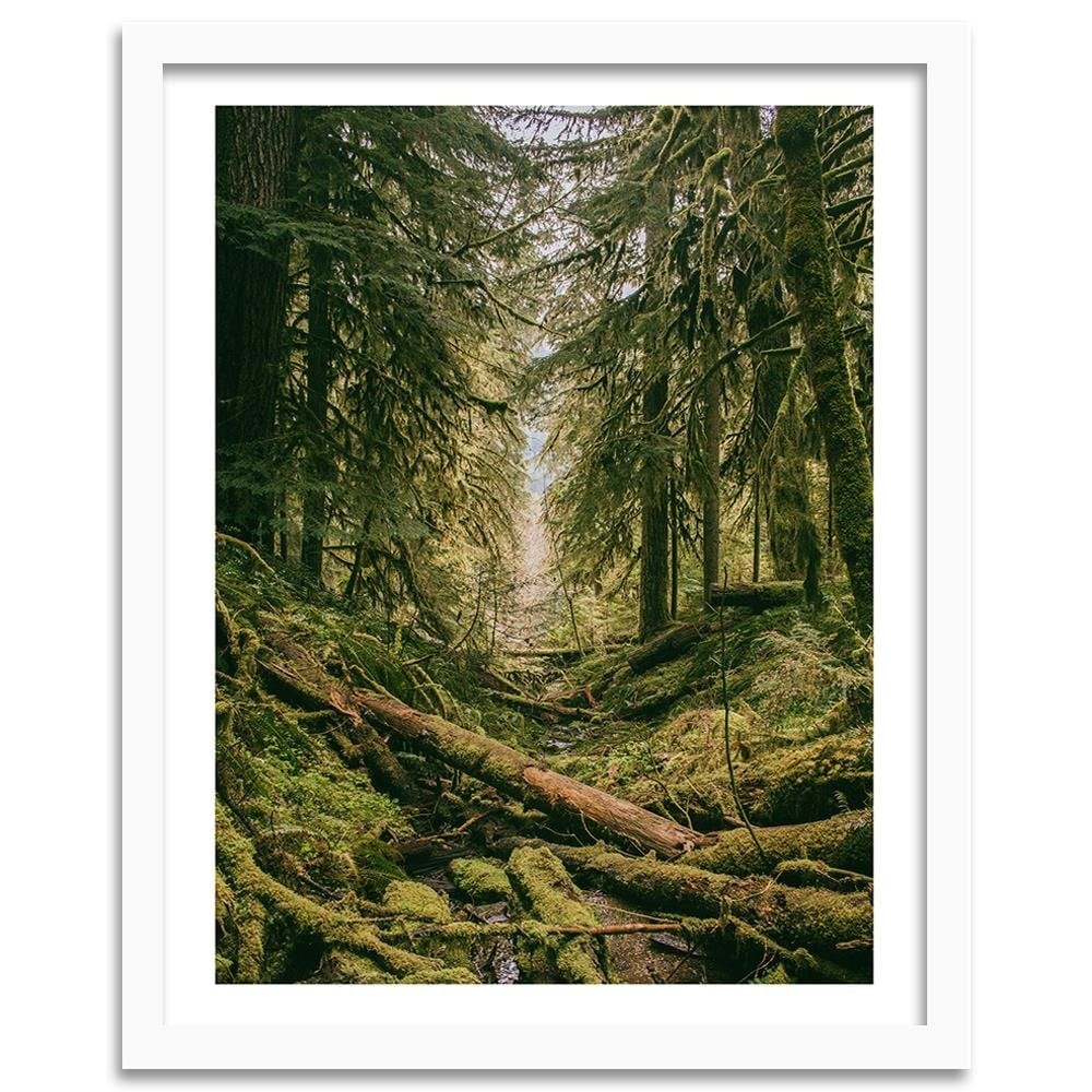 Glezna baltā rāmī - Forest Landscape  Home Trends DECO