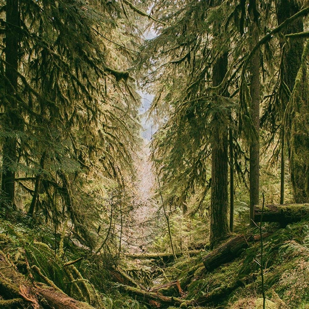 Glezna baltā rāmī - Forest Landscape Home Trends DECO