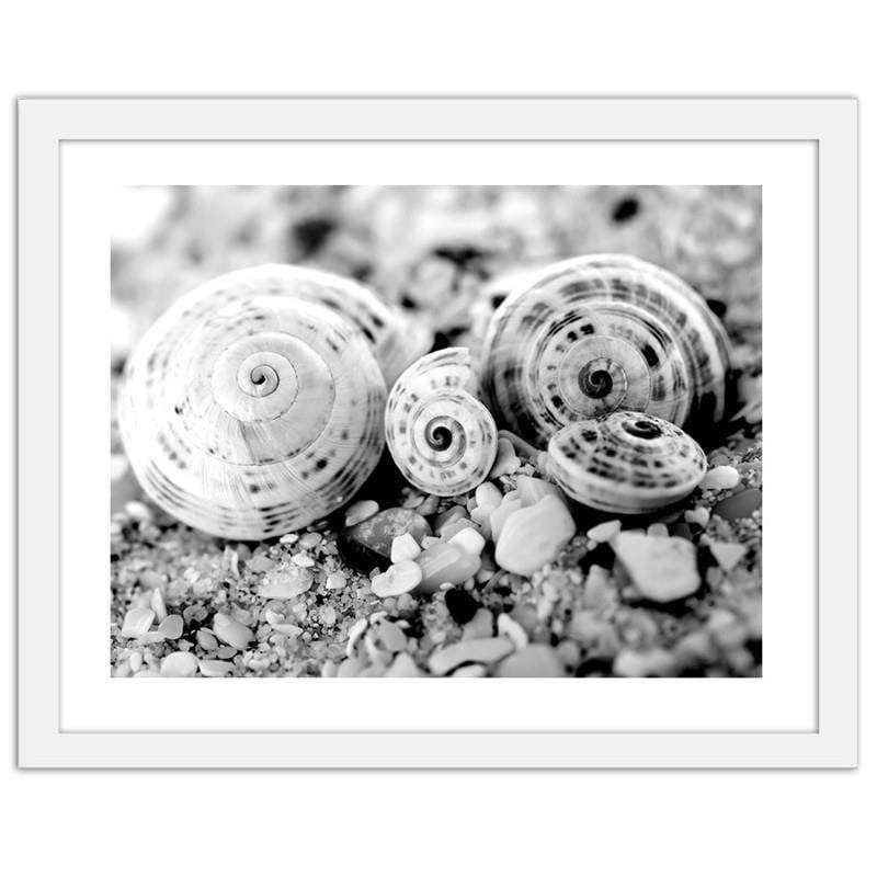 Glezna baltā rāmī - Four shells Home Trends DECO