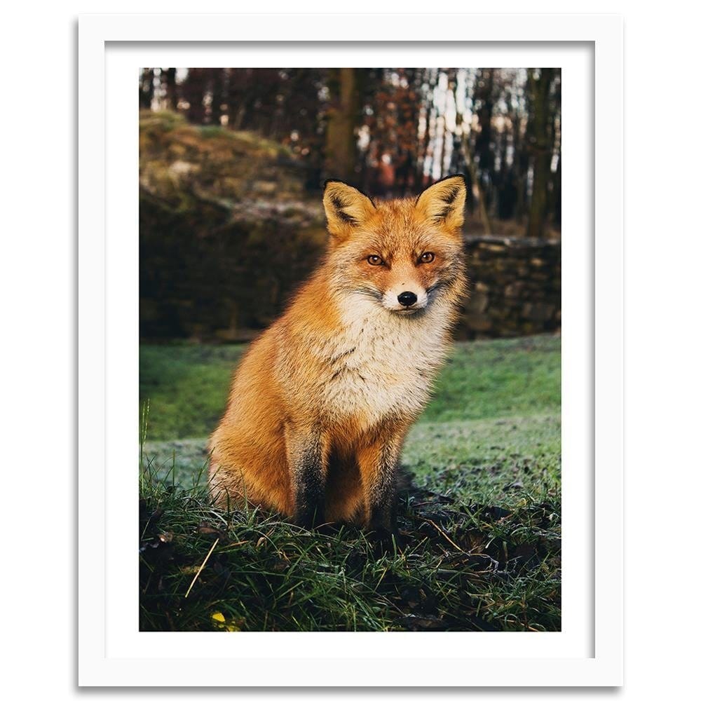 Glezna baltā rāmī - Fox In The Woods  Home Trends DECO