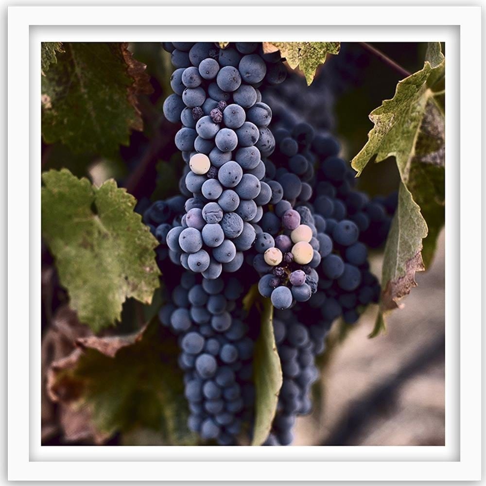 Glezna baltā rāmī - Grapes Home Trends DECO