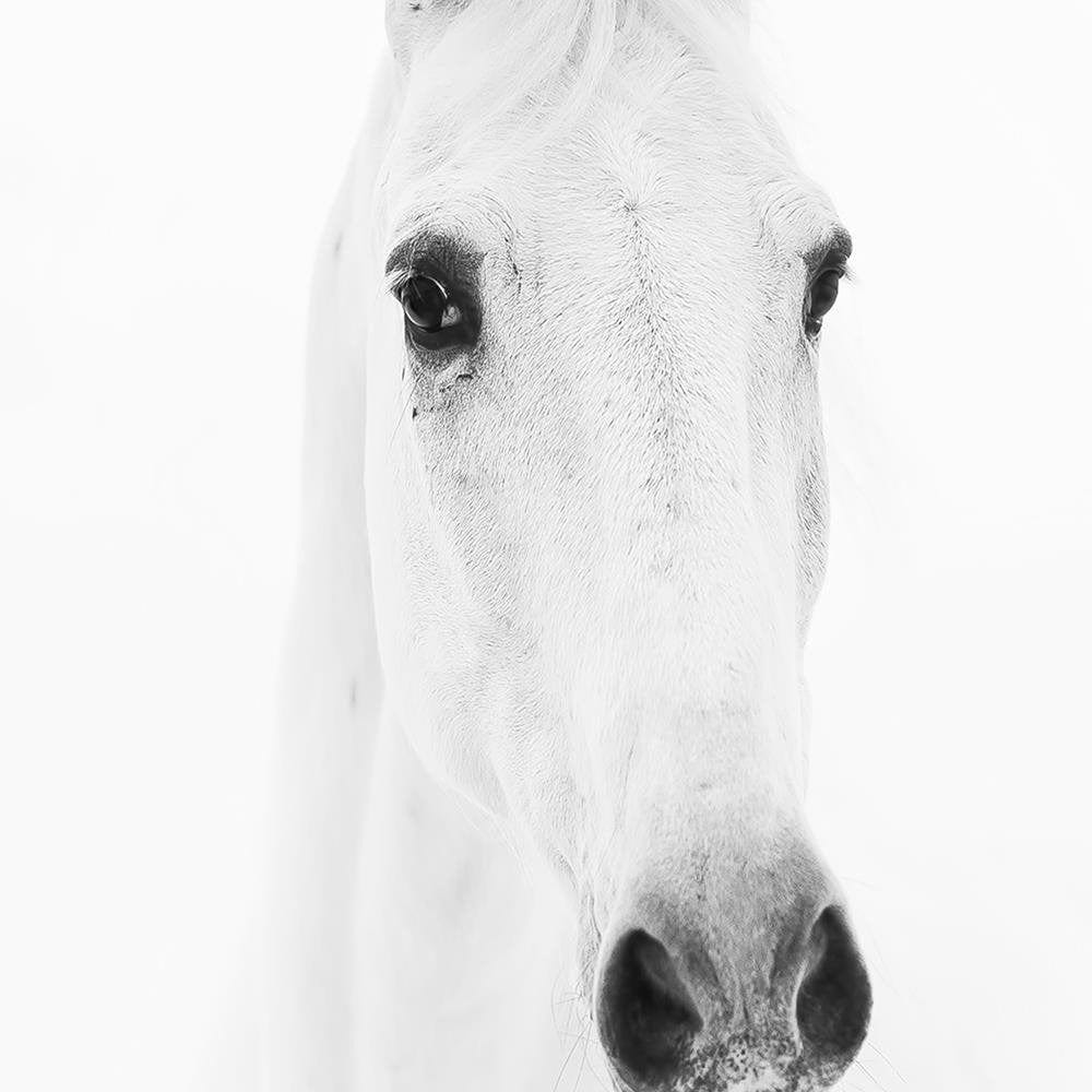 Glezna baltā rāmī - Gray Horse Home Trends DECO