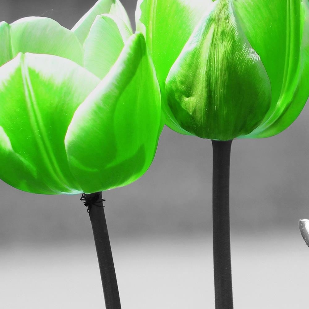 Glezna baltā rāmī - Green Poppies In Gray Home Trends DECO