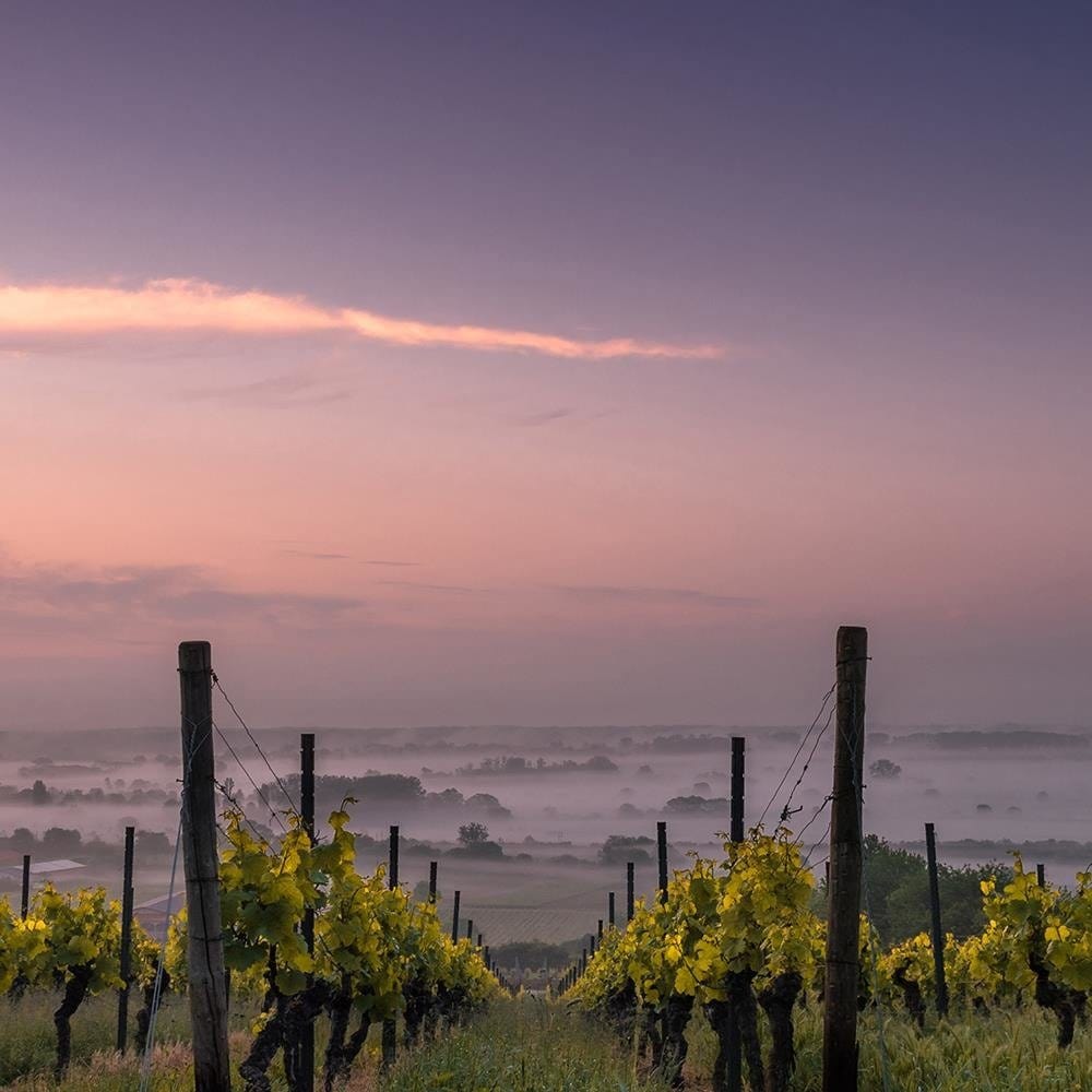 Glezna baltā rāmī - Growing Grapes Home Trends DECO