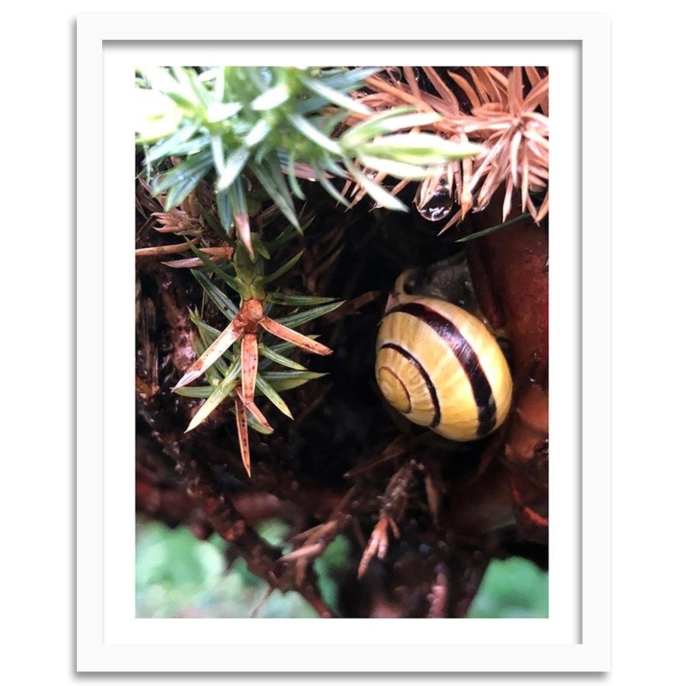 Glezna baltā rāmī - Hideout Worm  Home Trends DECO