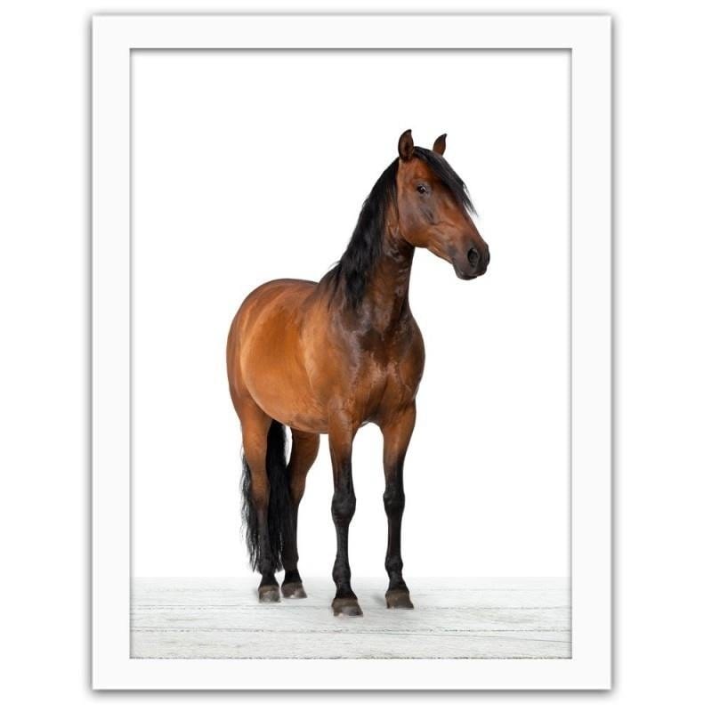 Glezna baltā rāmī - Horse Home Trends DECO