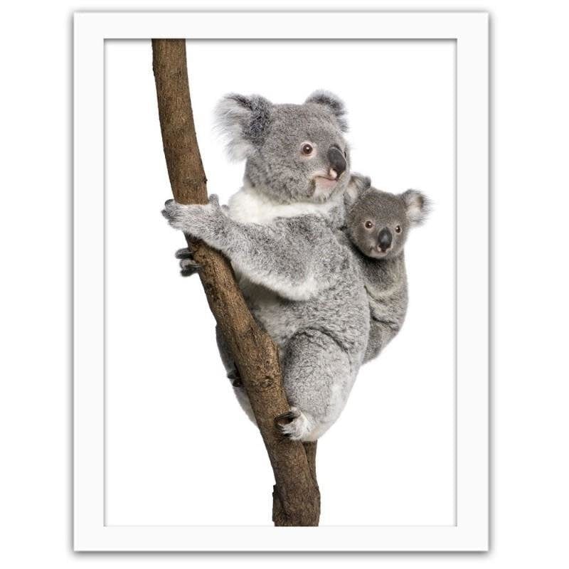 Glezna baltā rāmī - Koala climbing a tree Home Trends DECO