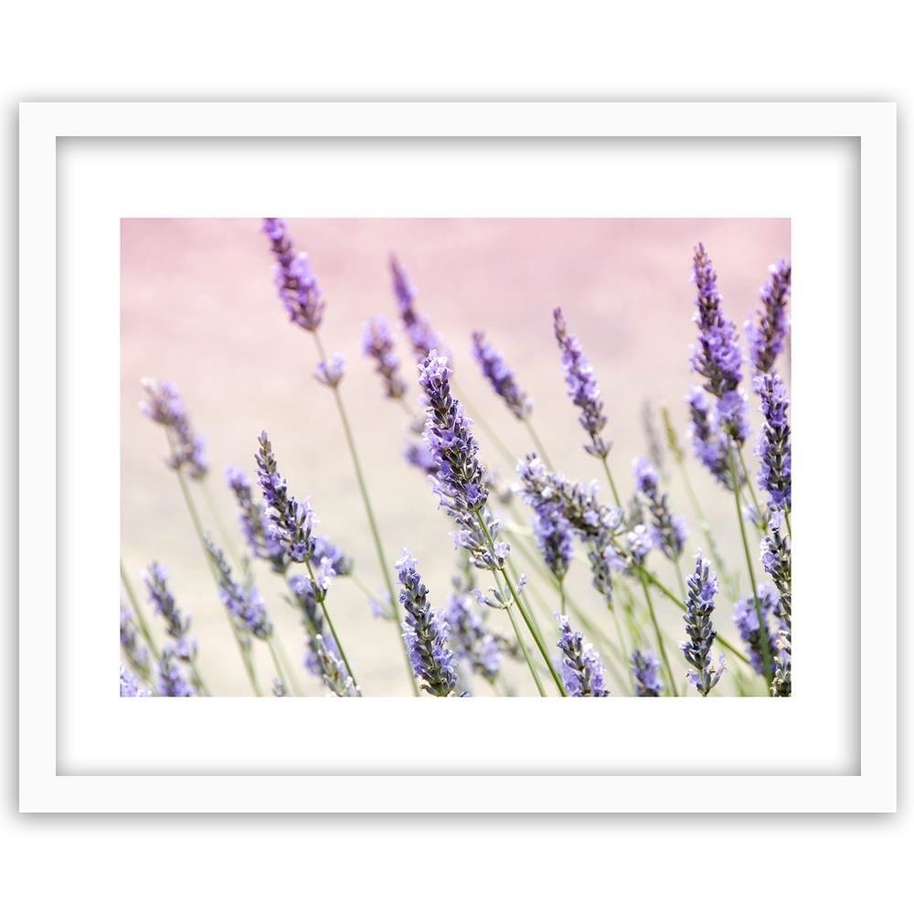 Glezna baltā rāmī - Lavender Flowers Home Trends DECO